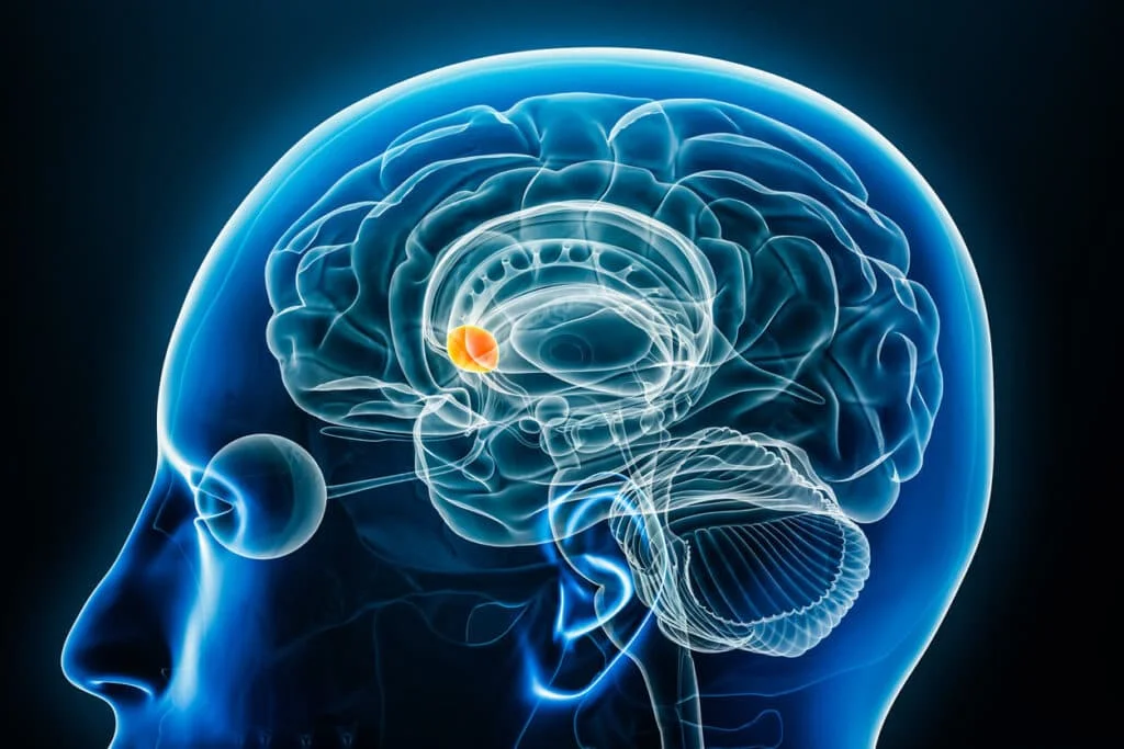 Understanding the Impact of Stopping GLP-1 Medications: Key Insights and Considerations