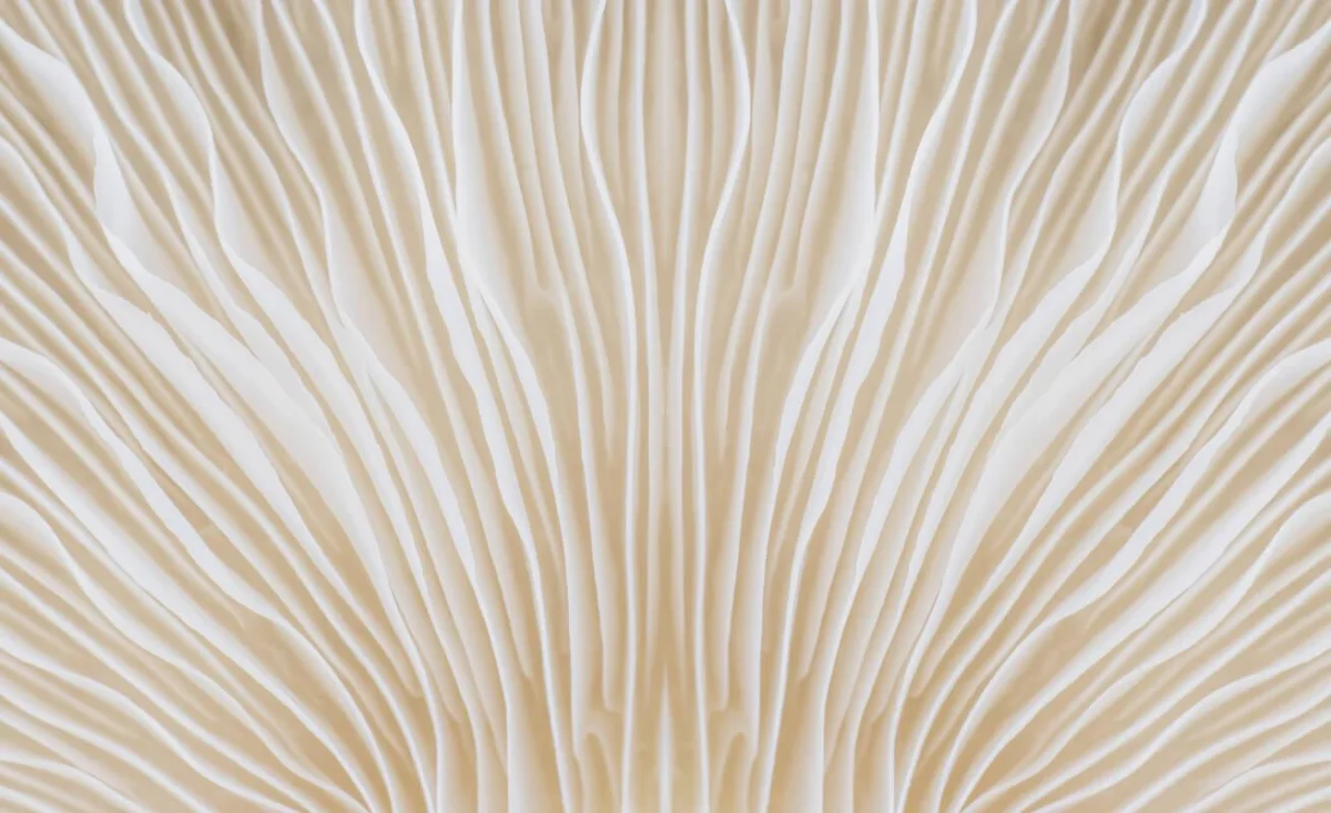 Exploring the Health Benefits of Medicinal Mushrooms: What Science Shows