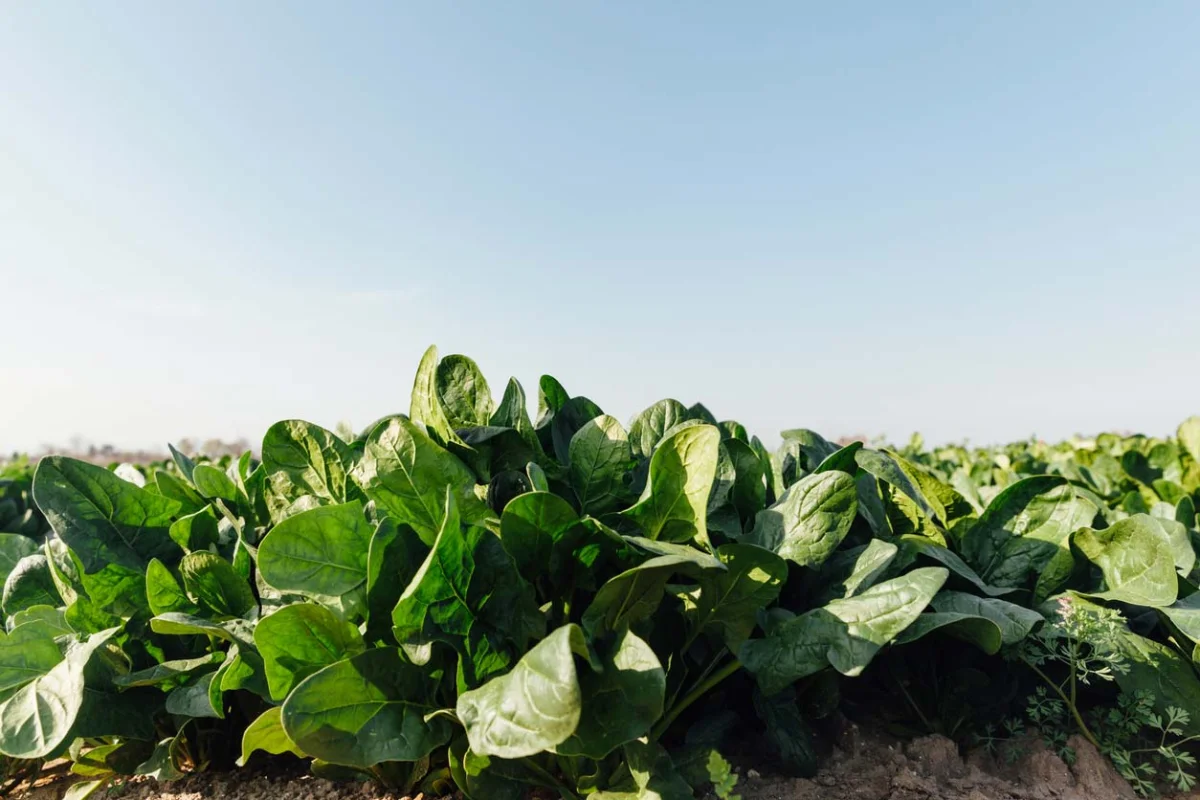 spinach growing in field