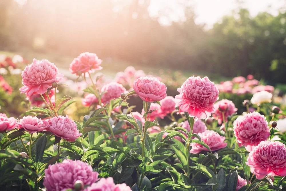 Understanding the Importance of Breast Cancer Awareness Month and How to Get Involved