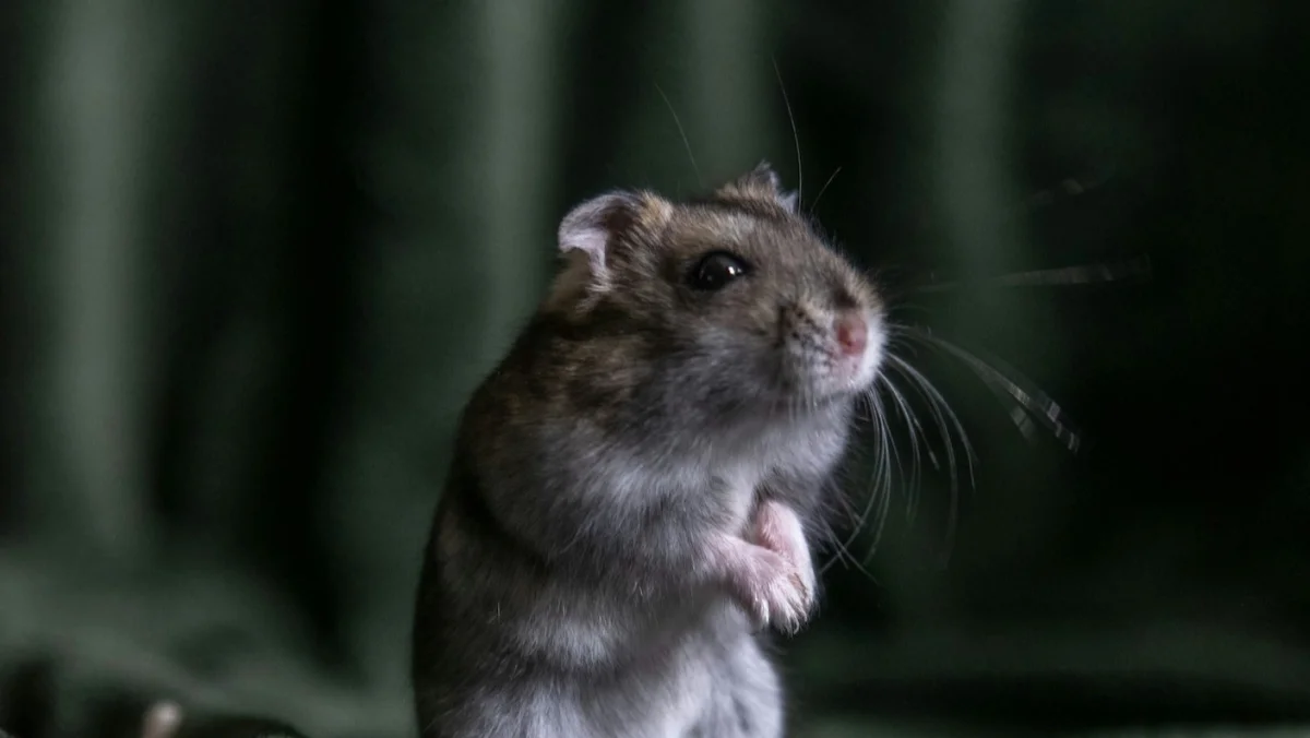 Innovative Brain Technology: Scientists Develop In-Situ Electronics for Living Mice